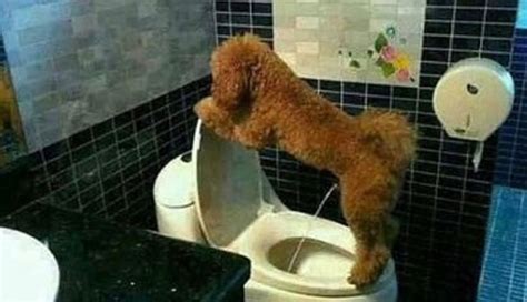 Dog Peeing In House